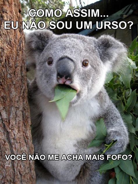 urso pelado|EU NÃO SOU UM FETICHE 